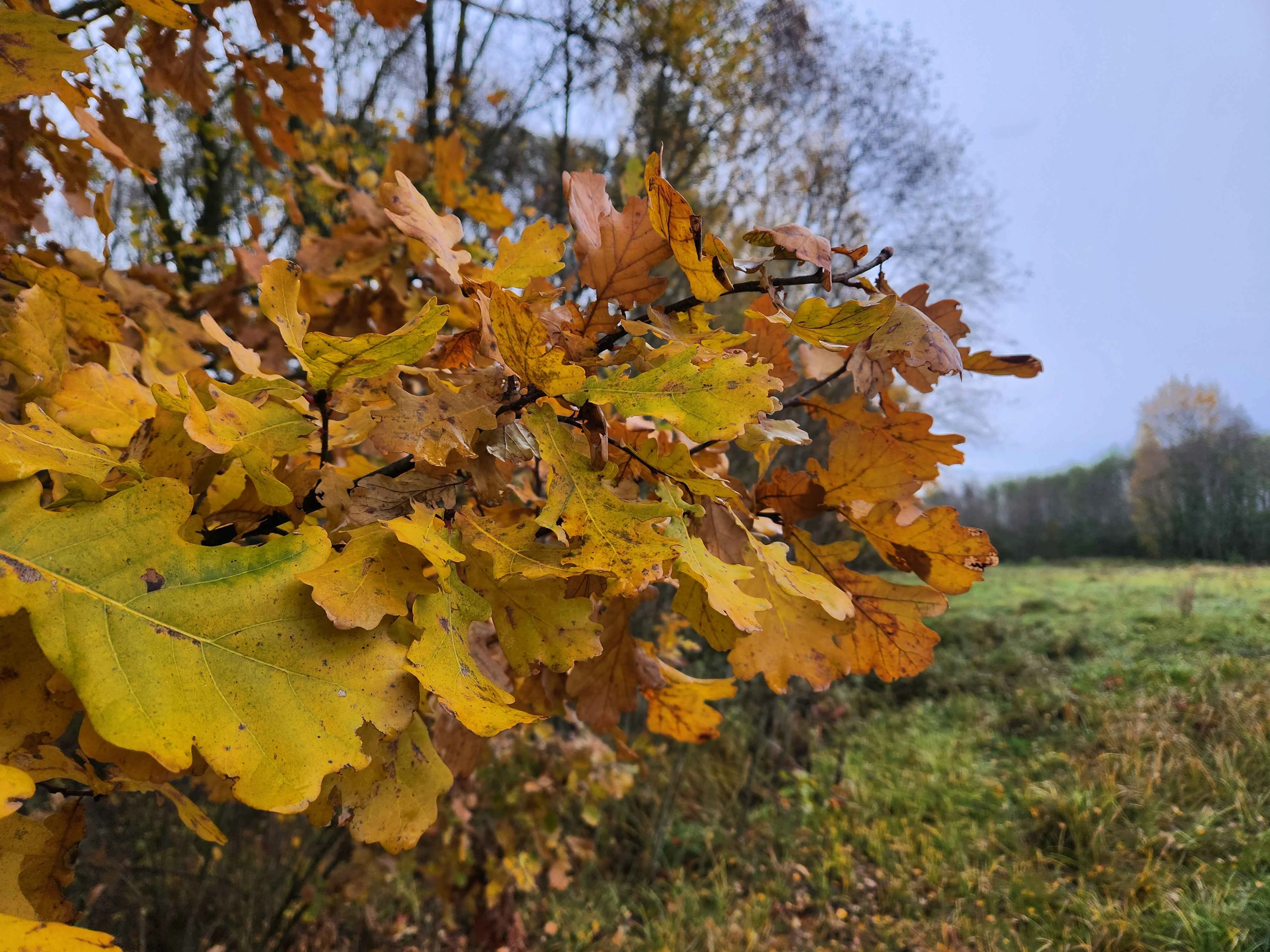 Autumn 12 (November 2025), Used in channel outros and stream screens.