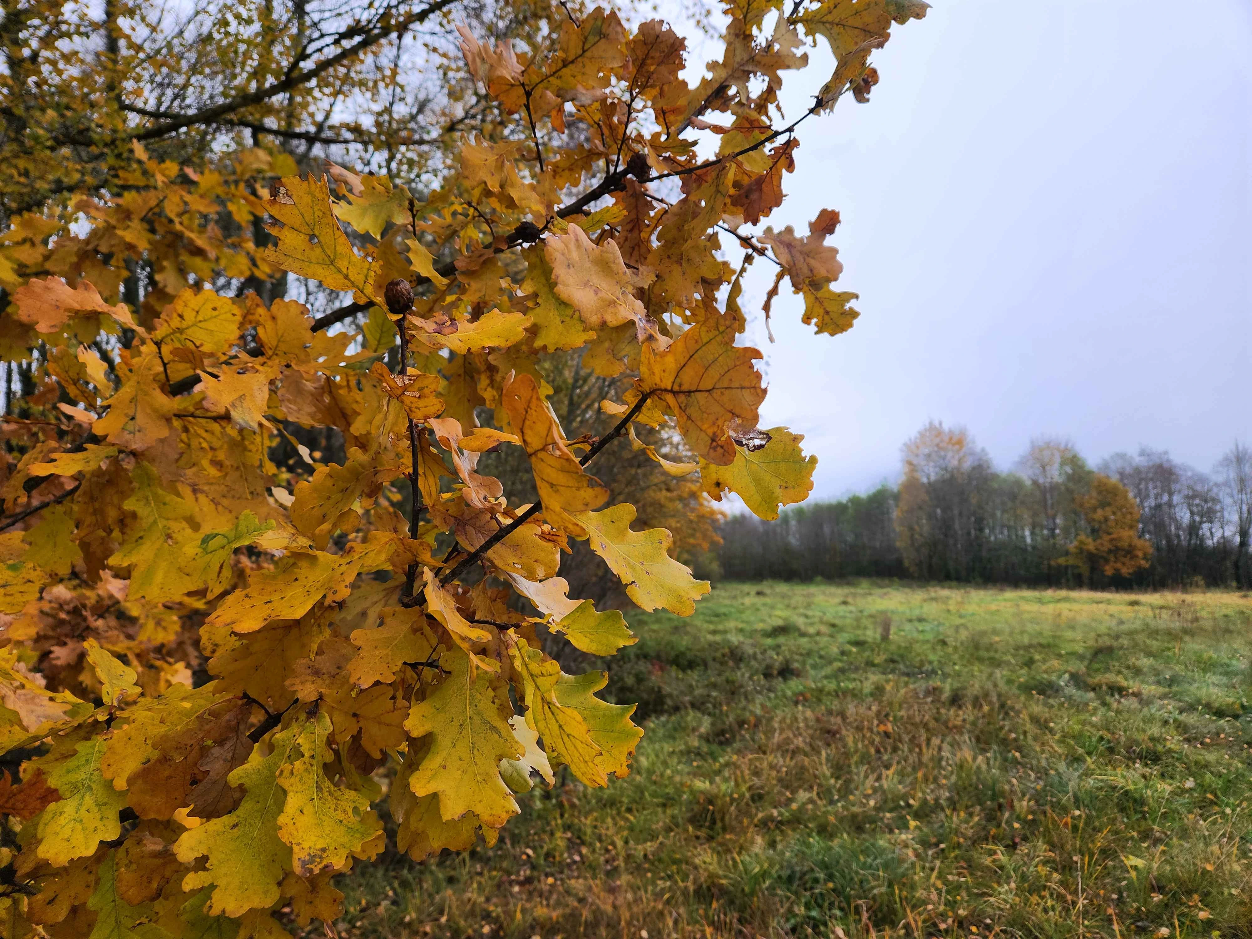 Candidate for Autumn 12.