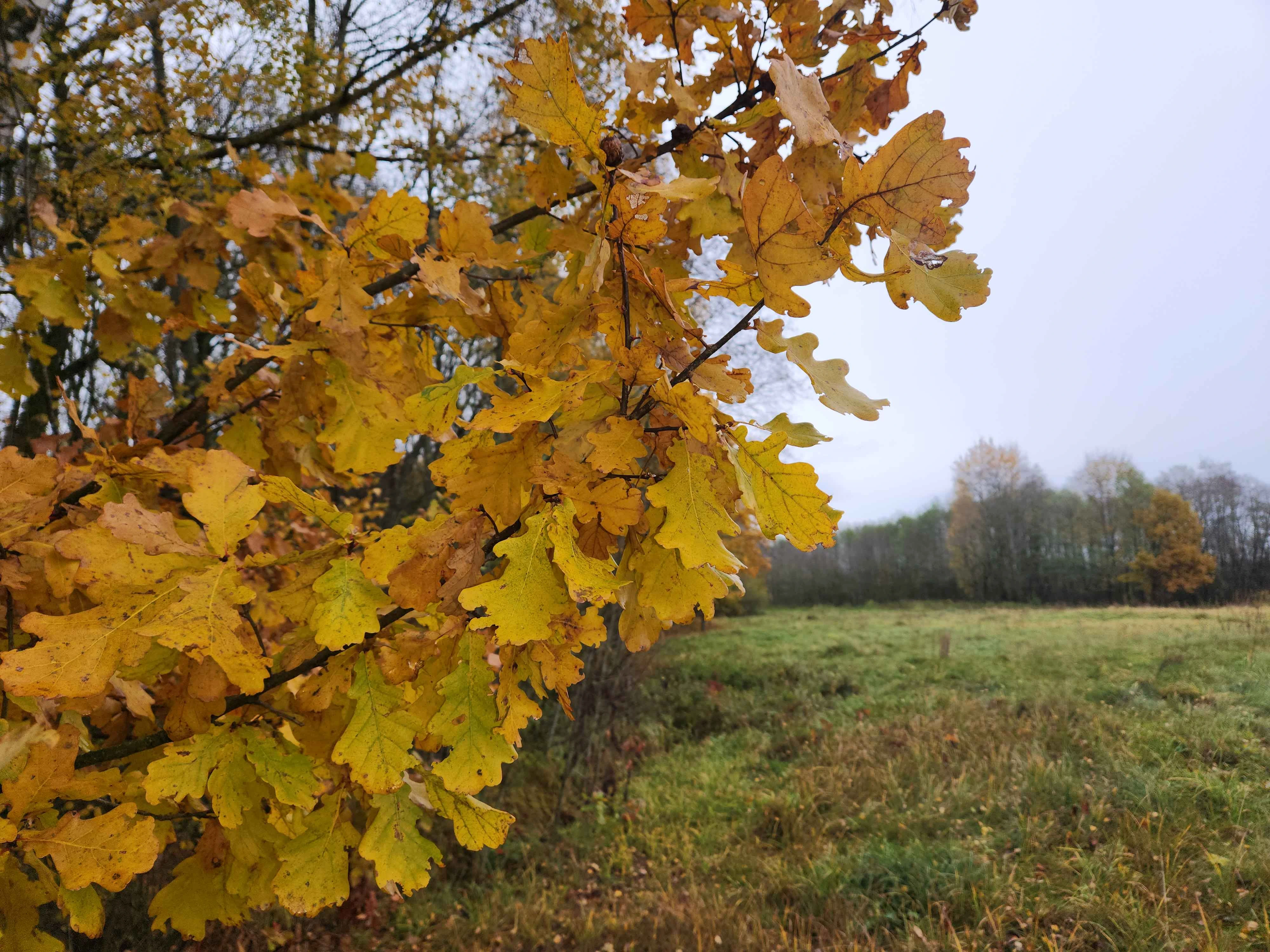 Candidate for Autumn 12.