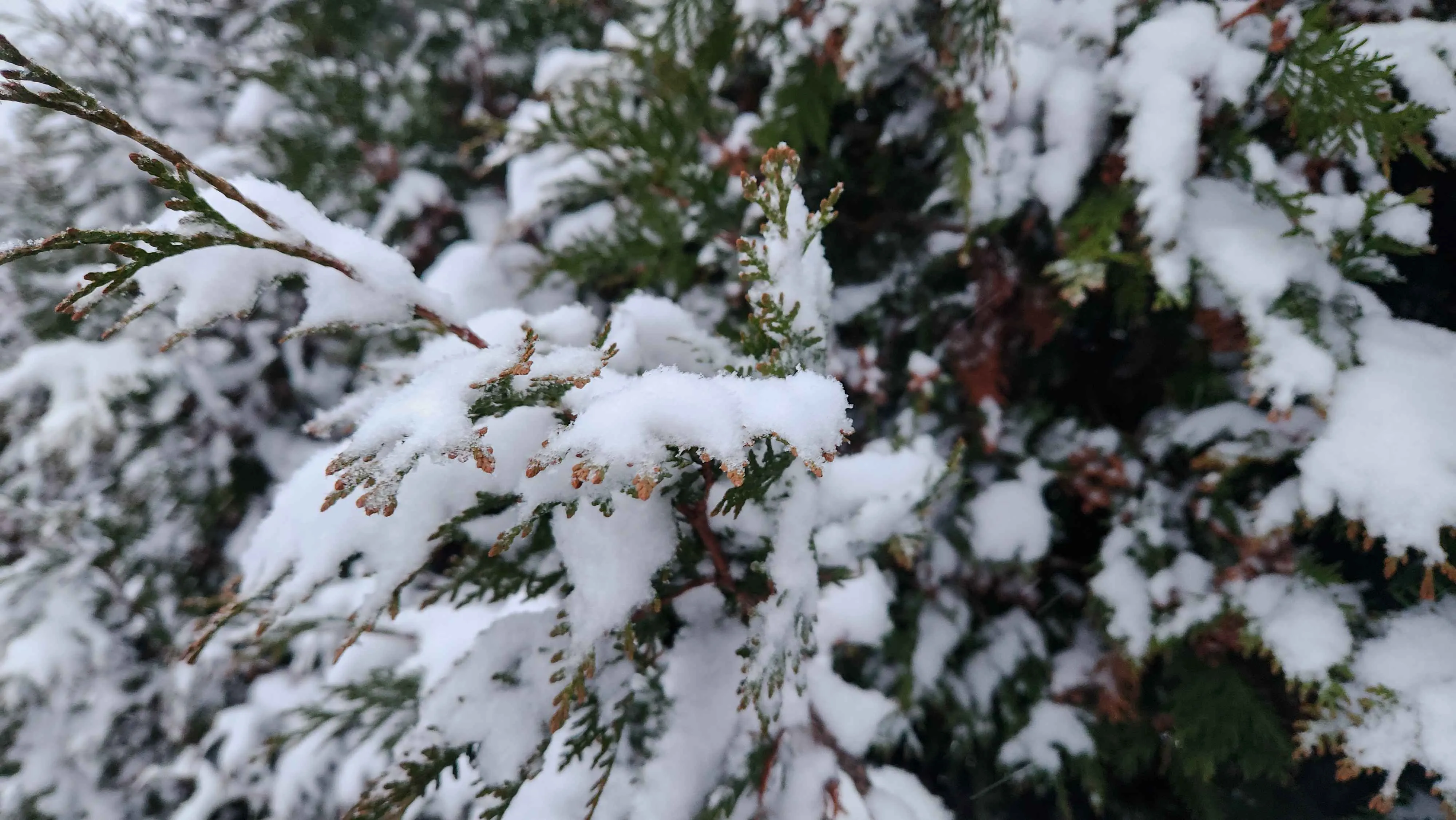 Candidate for Winter 11.