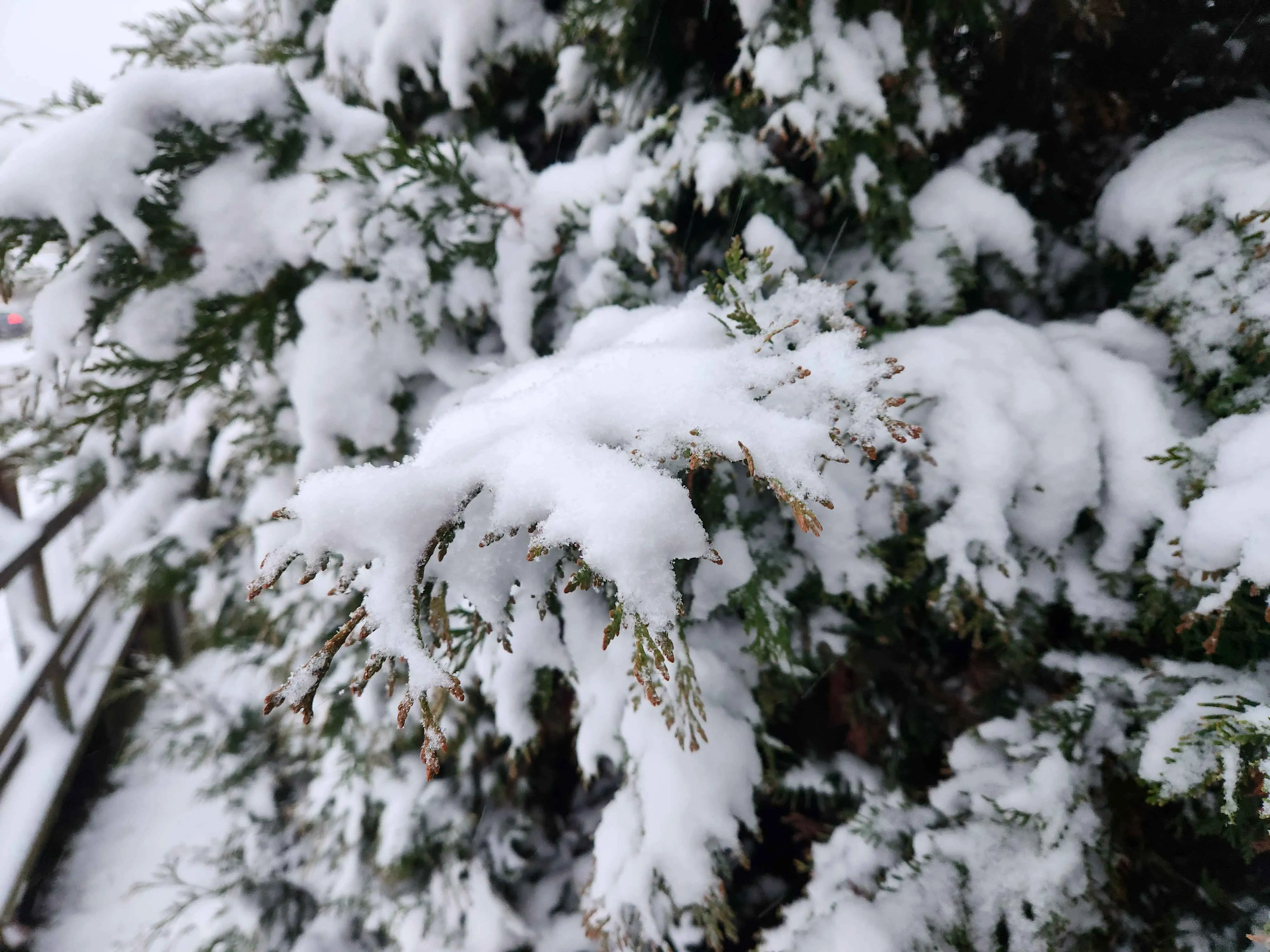 Candidate for Winter 11.