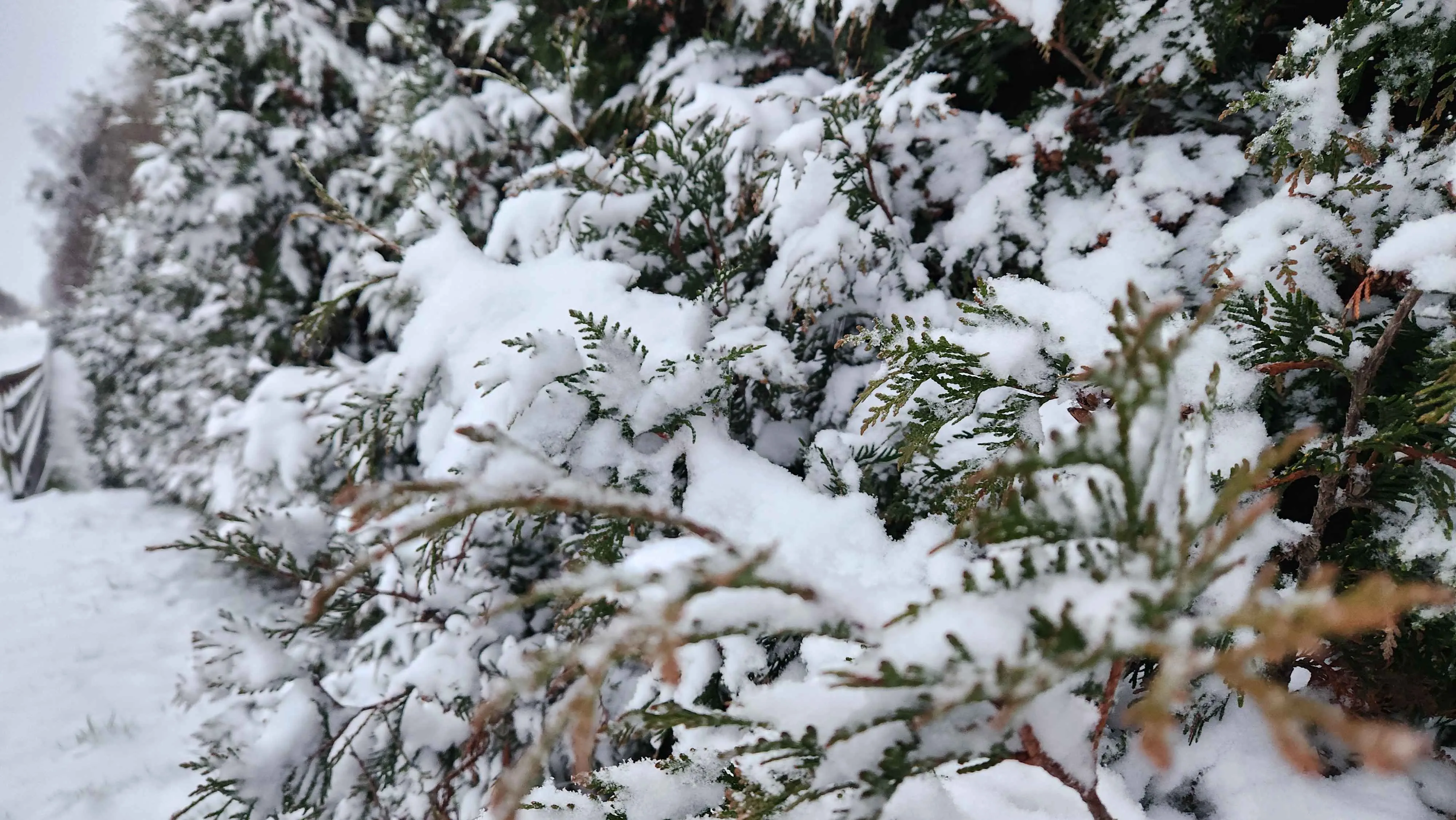 Candidate for Winter 11.