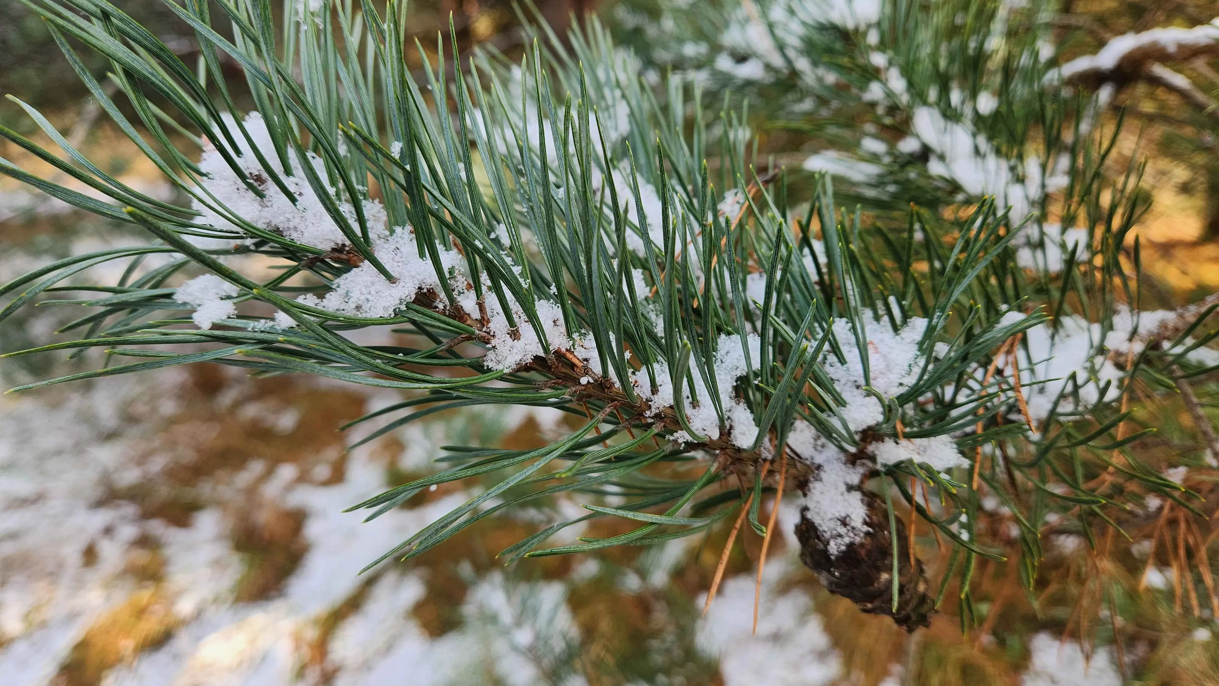 Candidate for Winter 8.