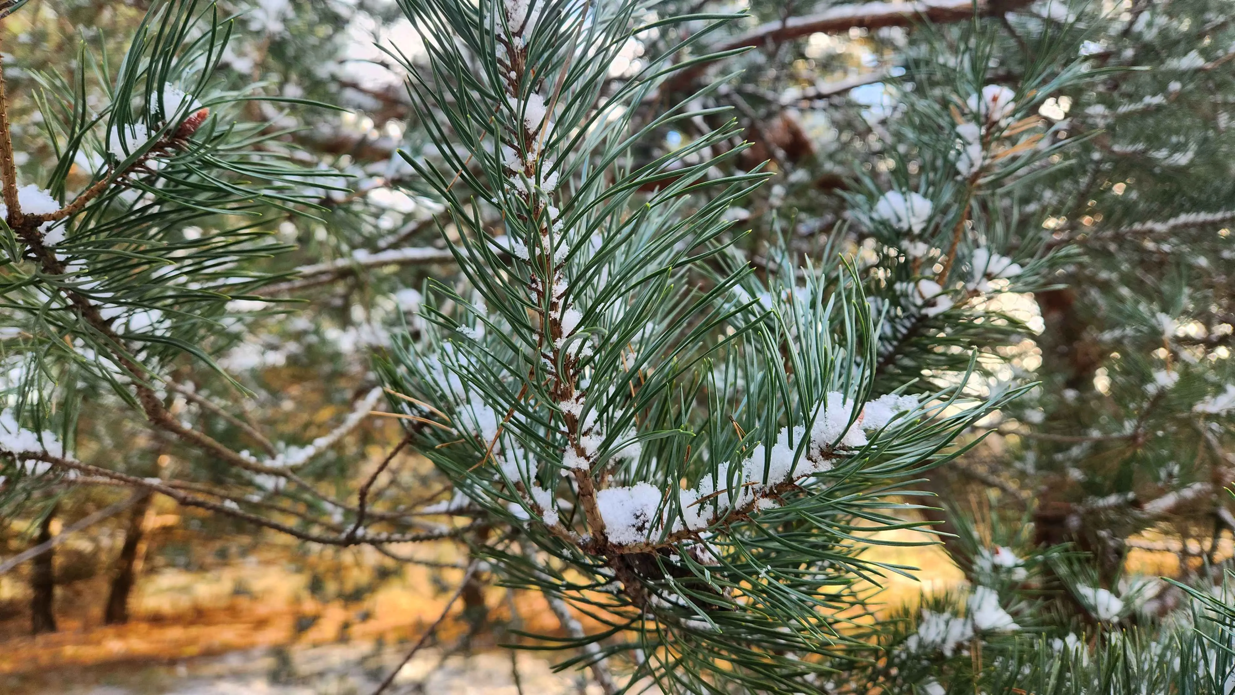 Candidate for Winter 8.